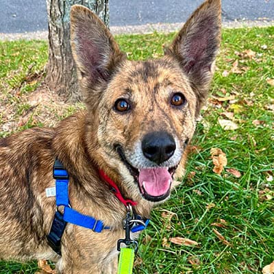 Coudersport Community Dog Adoption Event